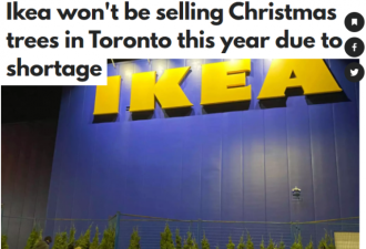要买要早 大型连锁店宣布今年没有圣诞树卖