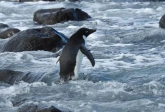 南极企鹅竟迷路到3000公里外的新西兰