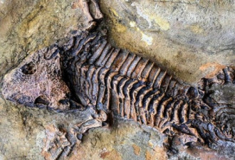 BBC:人死后要如何才能变成化石永远留存下去?