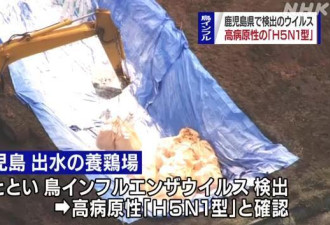 日本现禽流感疫情 检出高致死率的H5N1病毒