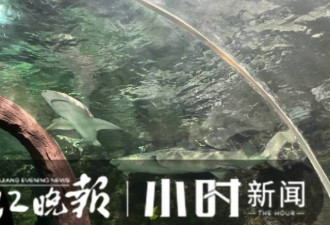 杭州海底世界动物搬迁:400斤大鲨鱼需要几步?