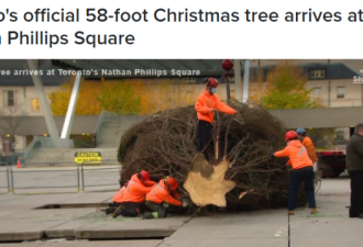 18米高官方圣诞树抵达多伦多