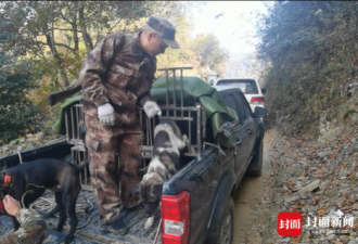 四川多地野猪泛滥 4万多买的猎犬一次报废