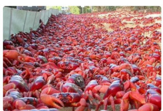 场面震撼！澳洲超 5000 万只红蟹进行迁徙