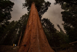 加州大火焚毁全球5%红杉树 工人出奇招