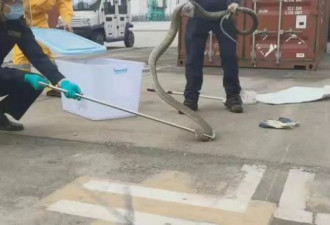 "海关截获巨型眼镜王蛇"冲热搜第一