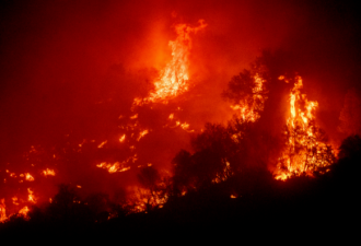 加州野火肆虐 烧死至少3600棵巨大红杉树