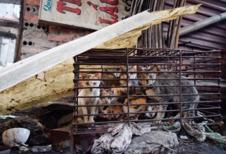 没流浪猫：一年百万只食猫的越南有多疯狂？