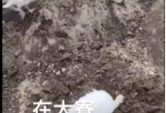 鸡粪堆活埋25岁女 台湾高利贷集团17人被逮