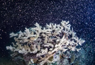 太奇幻：大堡礁珊瑚产卵大爆发 海底惊见满天星