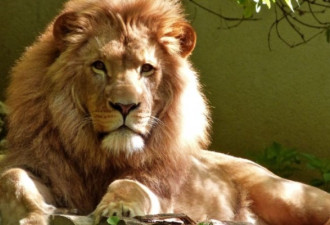 印度男闯狮舍想与狮子握手 公狮坐等午餐进嘴