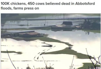 洪水淹死450头奶牛 加拿大闹奶荒 超市限购4升