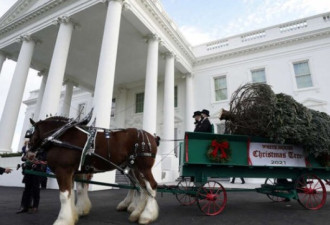 白宫为圣诞树点灯花费14万美元 被批铺张浪费