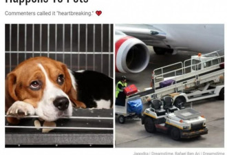 加拿大机场员工爆料飞机上的宠物！网友心疼