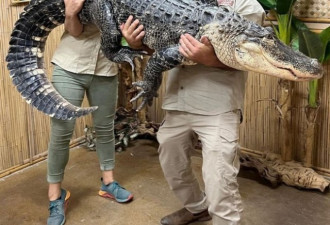 113公斤鳄鱼重压饲育员 影片疯传全场看傻！
