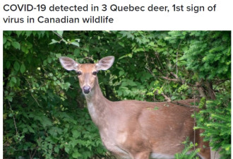加拿大首次发现野生动物感染病毒