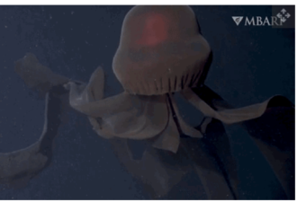 发现巨型“幻影水母” 带状嘴臂长达10米