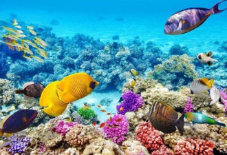 澳洲大堡礁珊瑚产卵，给科学家们带来未来希望