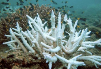 澳洲大堡礁珊瑚产卵，给科学家们带来未来希望