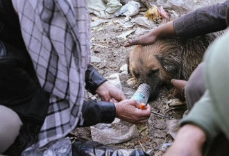 阿富汗流浪汉给狗吸毒:让狗染毒瘾后靠它取暖