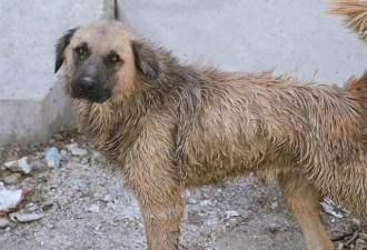 阿富汗流浪汉给狗吸毒:让狗染毒瘾后靠它取暖