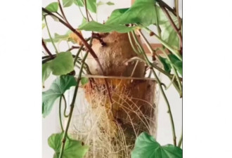 澳抖音博主仅用水，将红薯种成“最酷植物”！