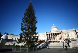 这国赠伦敦圣诞树 网友看到吓傻：两国开战了？