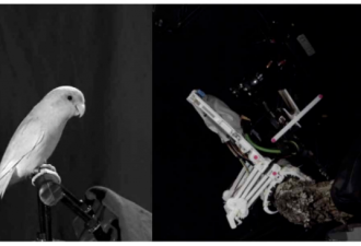 给无人机加爪子，斯坦福研发仿生鸟机器人