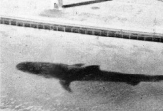 澳洲水族馆4公尺虎鲨吐出人类断臂 牵出谋杀案