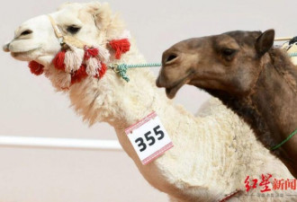 医美业太疯狂！沙特40多头骆驼因整容被禁赛