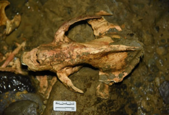 中国发现10万年前大熊猫化石 完整度极高罕见