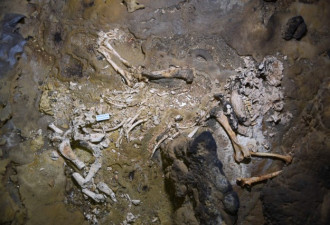 中国发现10万年前大熊猫化石 完整度极高罕见