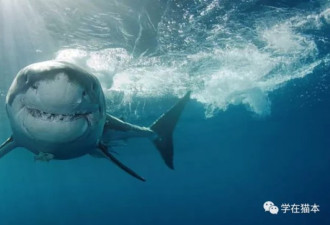 澳鲨鱼袭击全球最致命！维州知名海滩发生袭击