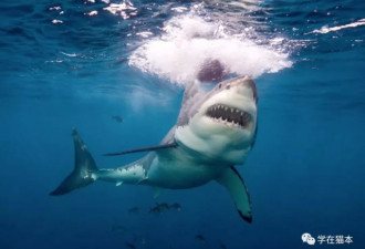 澳鲨鱼袭击全球最致命！维州知名海滩发生袭击
