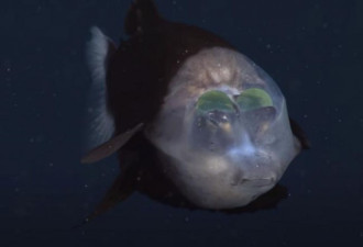 加州惊现透明鱼头深海怪鱼 长相诡异