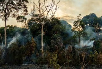 亚马逊雨林濒临崩溃 五年后恐变干燥草原