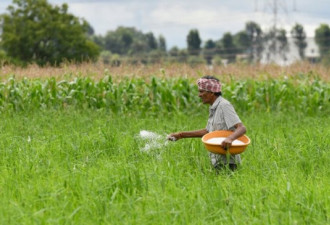 尿素短缺冲击全球经济 中国是化肥贸易关键环节
