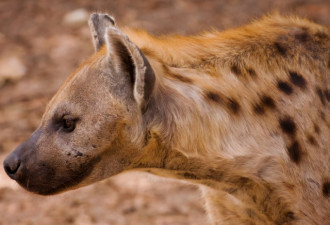一向强势的鬣狗 在非洲人面前唯唯诺诺？