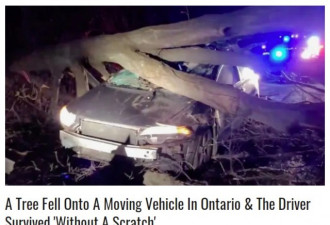 大树刮倒砸烂汽车：警察连称司机命真大