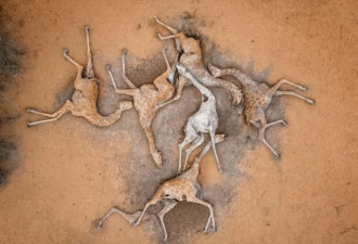 肯尼亚干旱恐怖一幕:6只长颈鹿呈螺旋状死地上