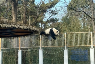 北京大熊猫“翻牆”越狱 结果被群众抓获再教育