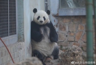 北京动物园一大熊猫越狱 动作行云流水
