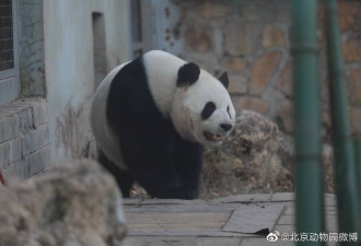 北京动物园一大熊猫越狱 动作行云流水