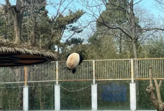 翻过2米栅栏…大熊猫北京动物园越狱