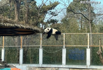 北京大熊猫越狱！实力多强，会跑到邻国