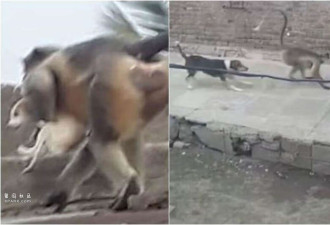 猴子为报仇 杀了250条狗 最新进展:2只猴被抓