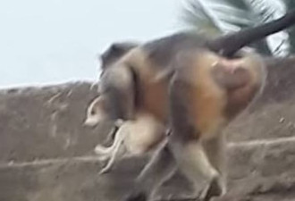 印度猴子幼崽被杀展开复仇“连环谋杀”