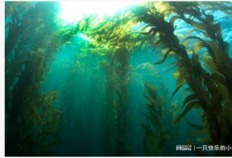 有去无回？马尾藻海：最危险最透明海域