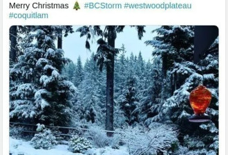 温哥华白色圣诞美爆了 北极寒流来袭