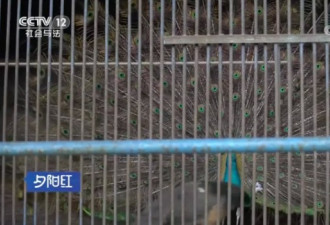 32年，1个工作人员，中国最孤独动物园